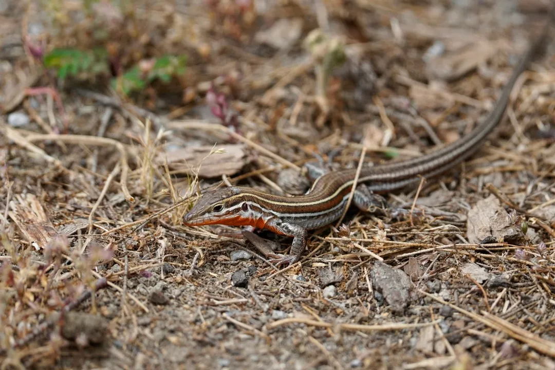 Whiptail Lizard Locations