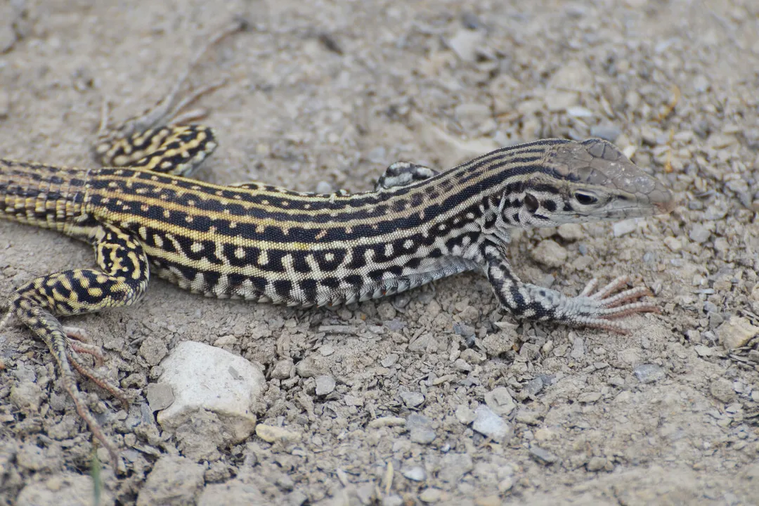 Whiptail Lizard Physical Characteristics, Defensive Tail