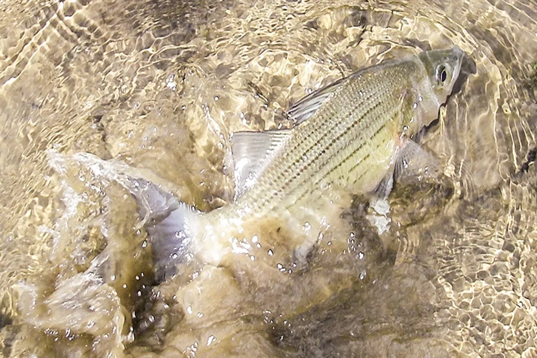 White Bass Diet, Primary Targets