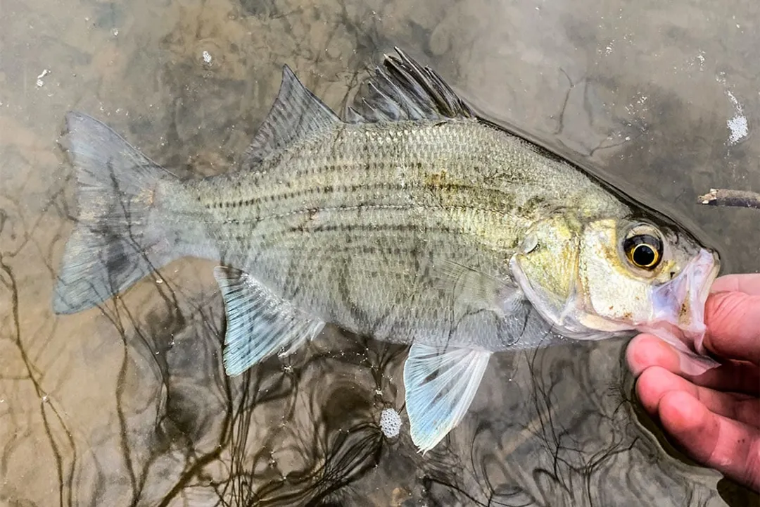 White Bass Evolution, Ecological Plasticity and Range Expansion