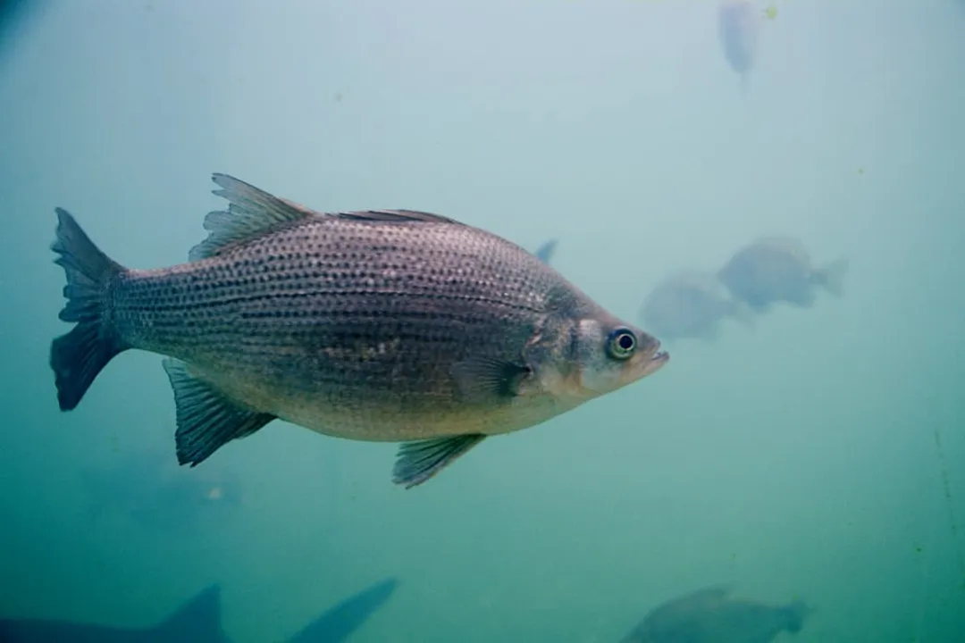 White Bass Facts, Body Markings