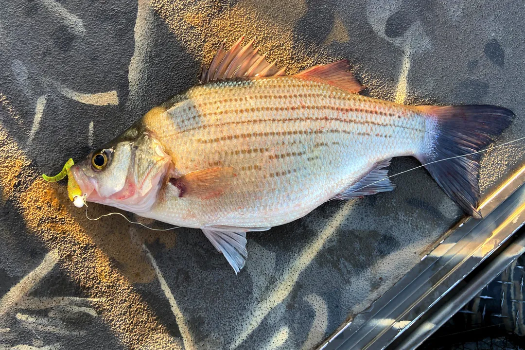 White Bass Locations, Water Preference