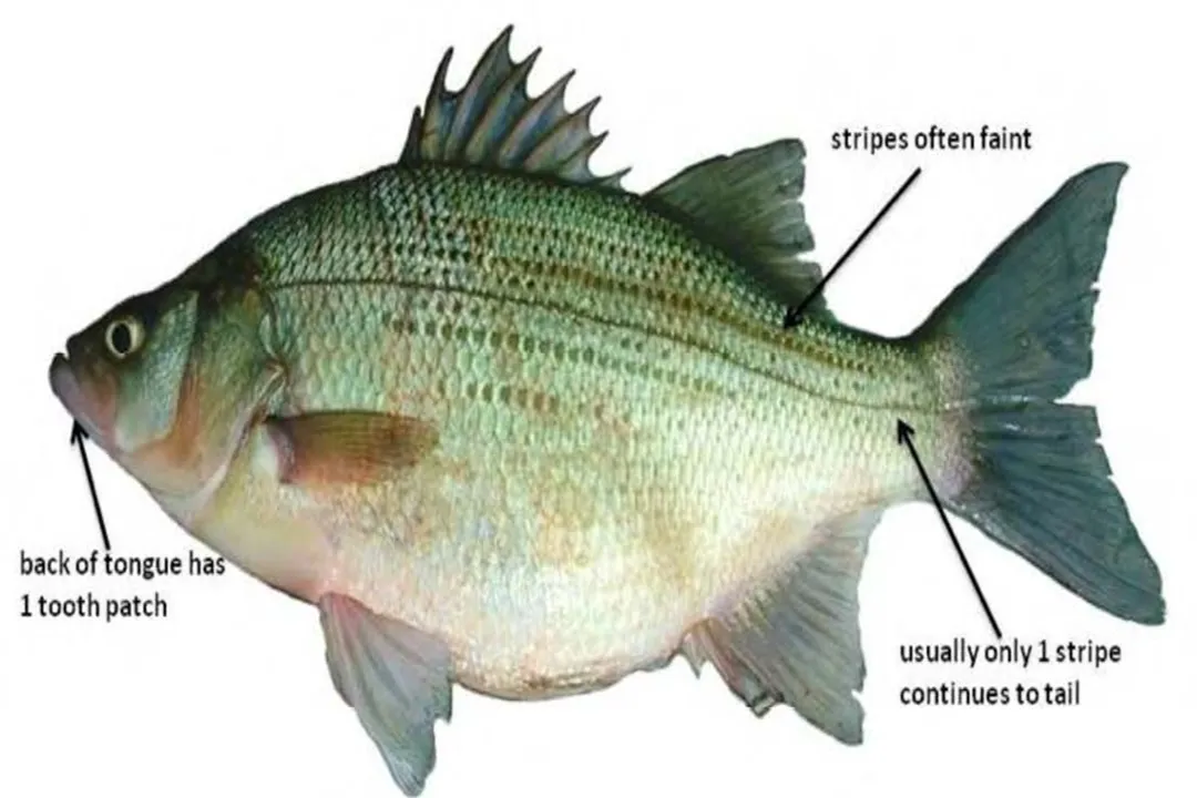 White Bass Physical Characteristics, Coloration Detail