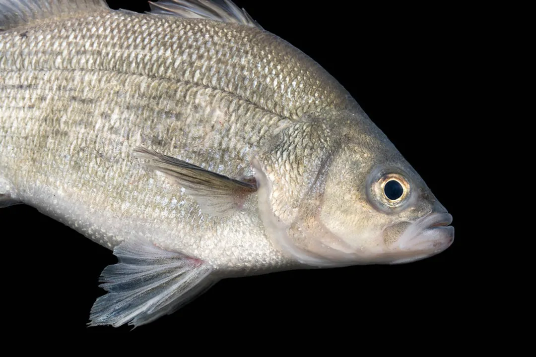 White Bass Physical Characteristics, Body Profile