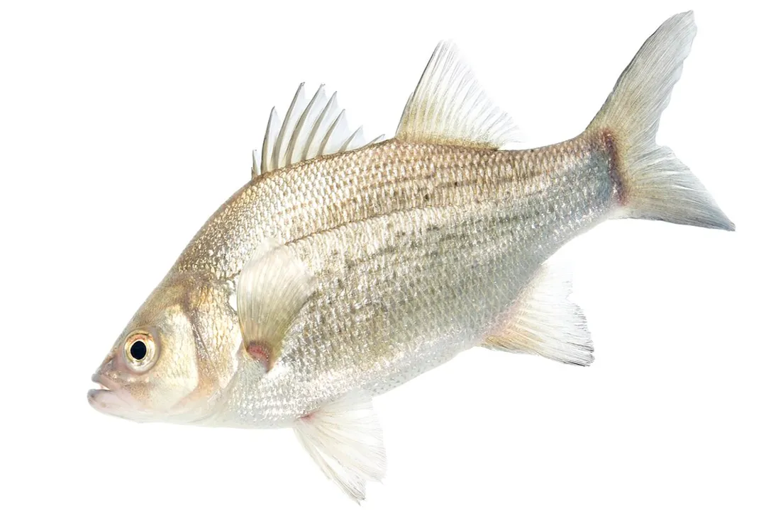 White Bass Scientific Classification