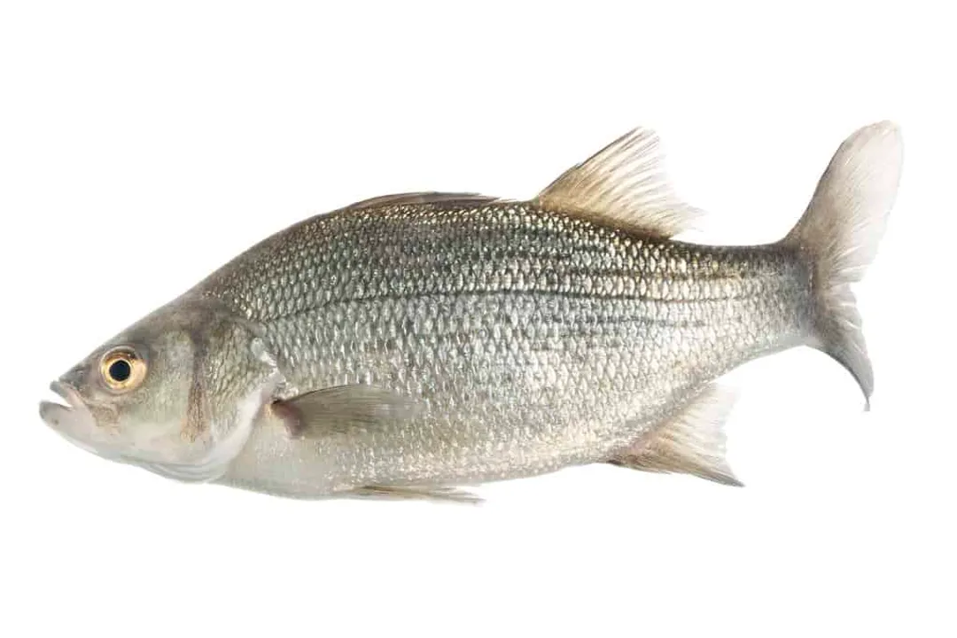 White Bass Scientific Classification, Broad Placement