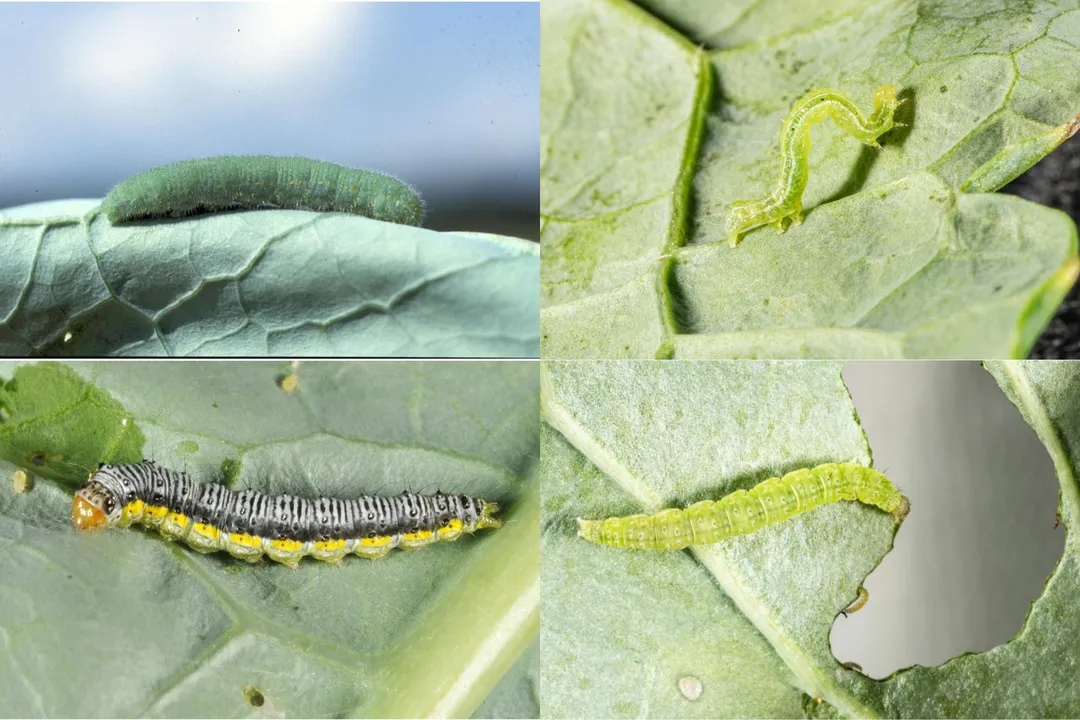 White Butterfly Facts