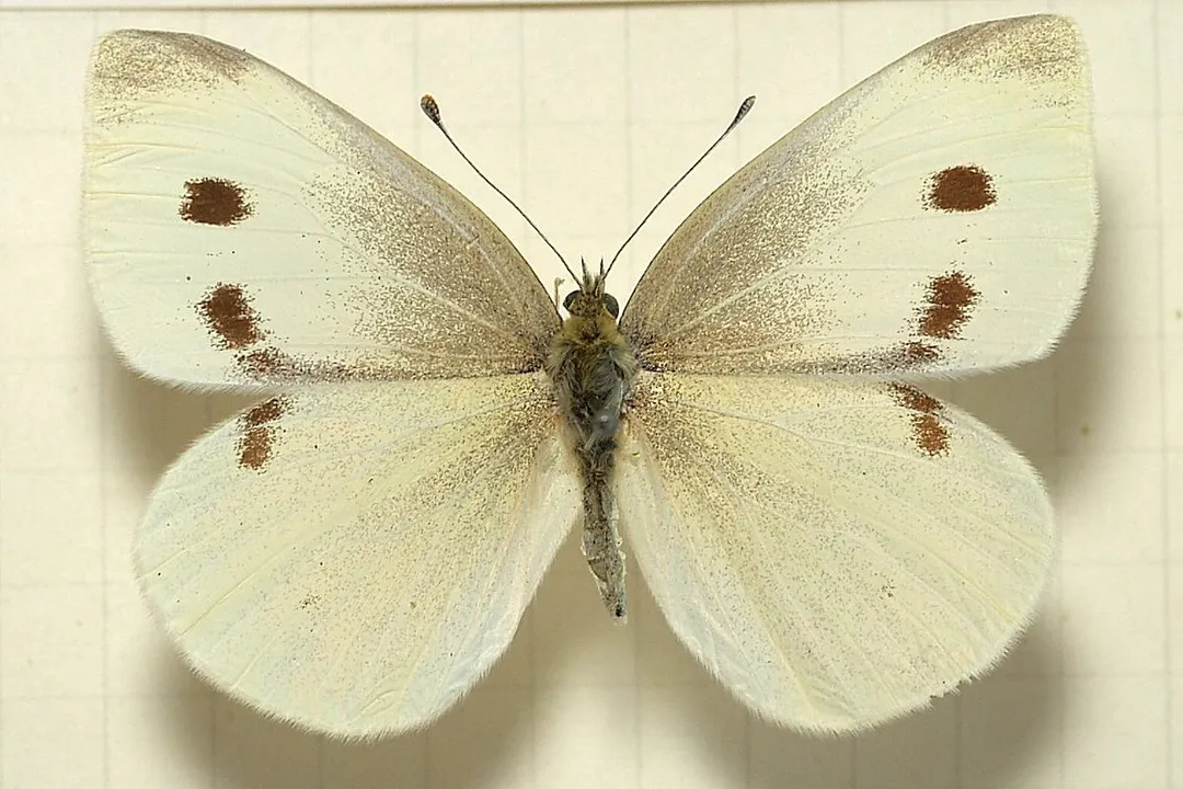 White Butterfly Locations, Common Whites