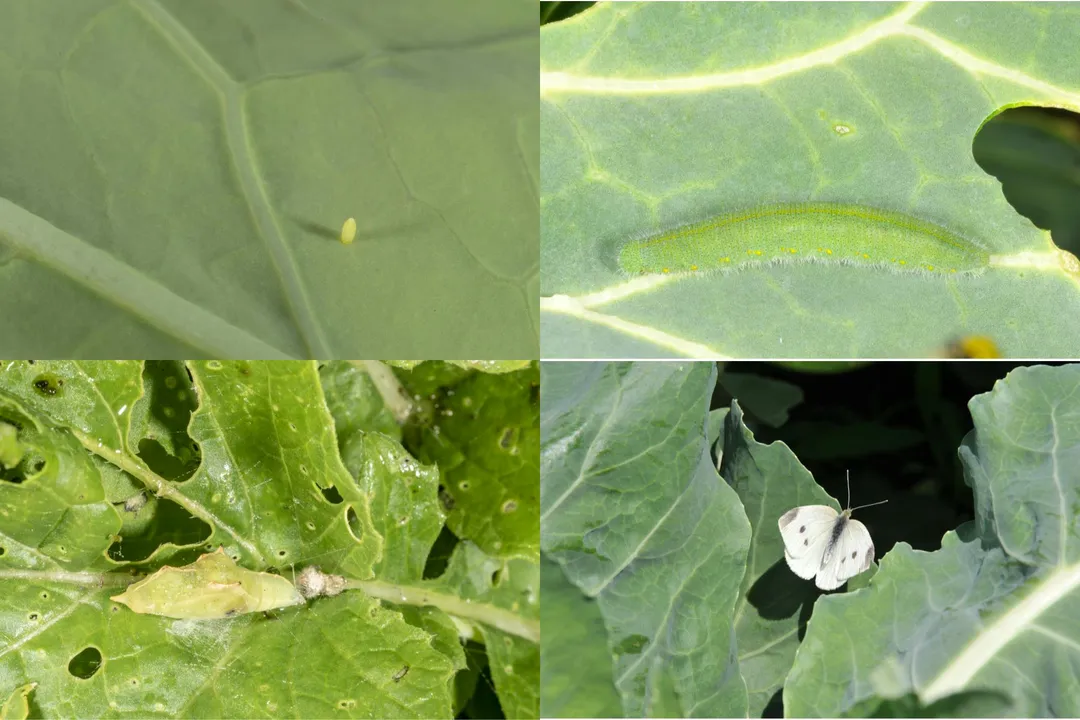 White Butterfly Physical Characteristics, Cabbage White Marks