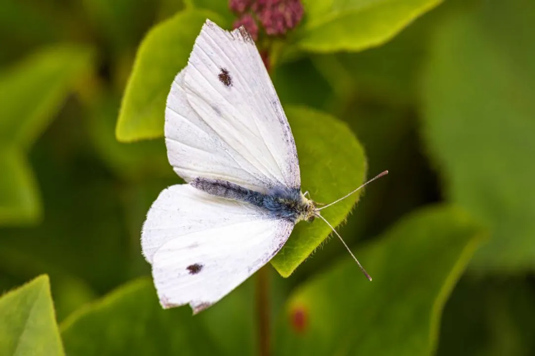 White Butterfly Scientific Classification, Cosmopolitan Success