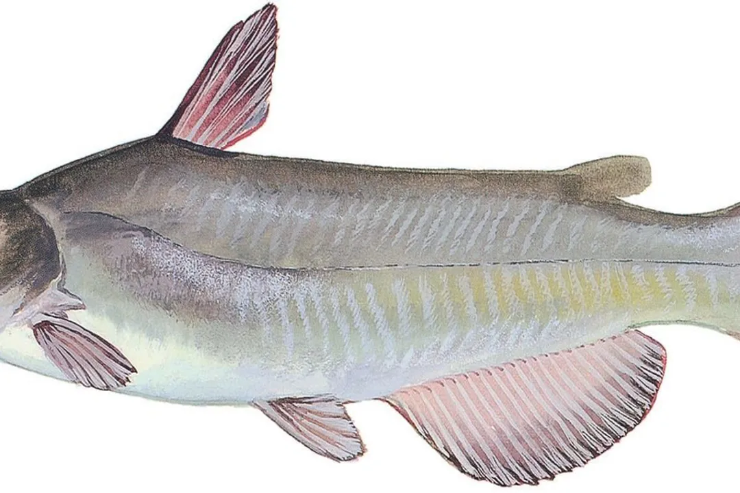 White Catfish Diet, Feeding Classification