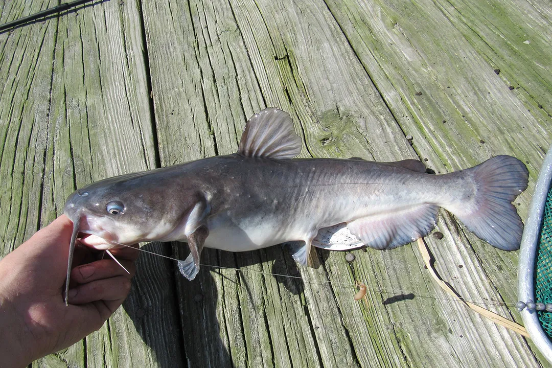 White Catfish Facts, Physical Traits