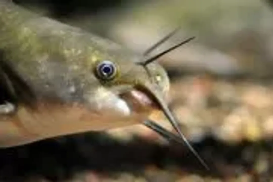 White Catfish Locations