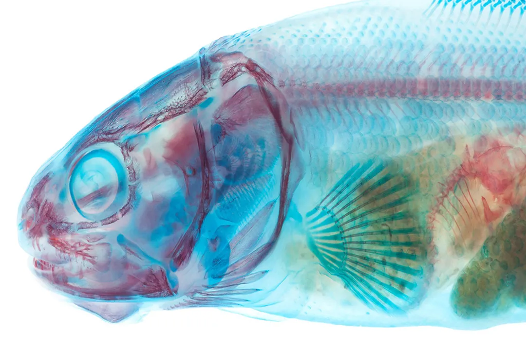 White Catfish Scientific Classification