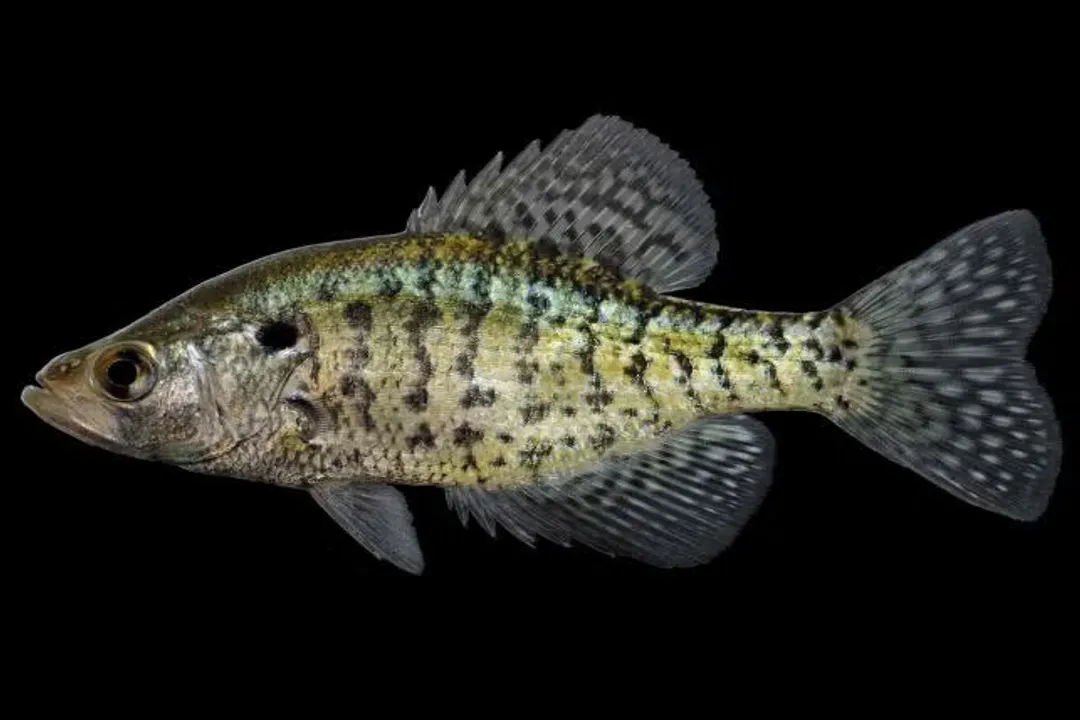 White Crappie Facts, Identity Basics
