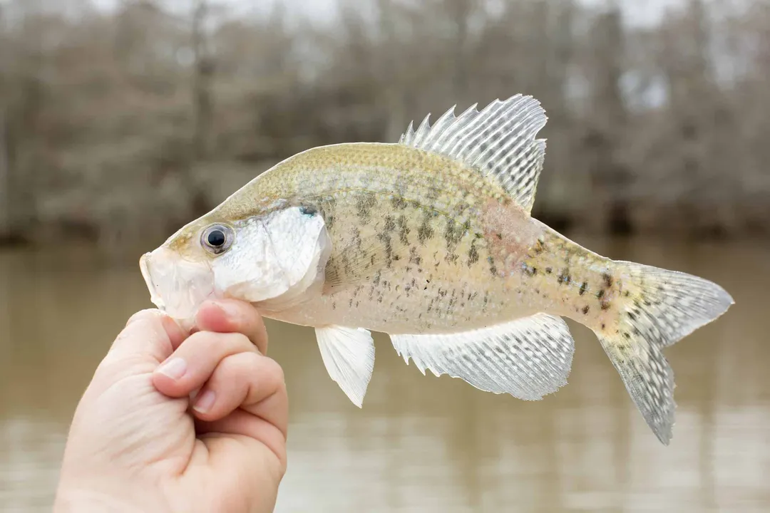 White Crappie Facts
