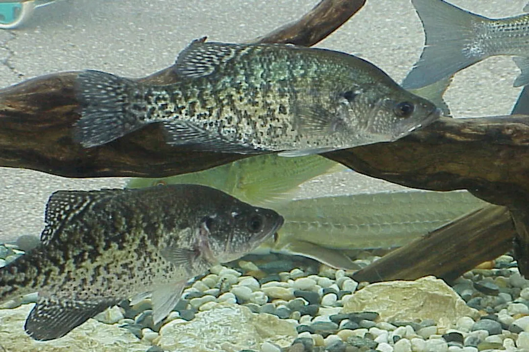 White Crappie Scientific Classification