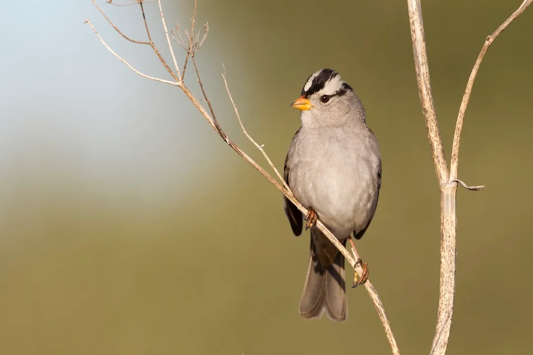 White-Crowned Sparrow Diet, Seasonal Shifts