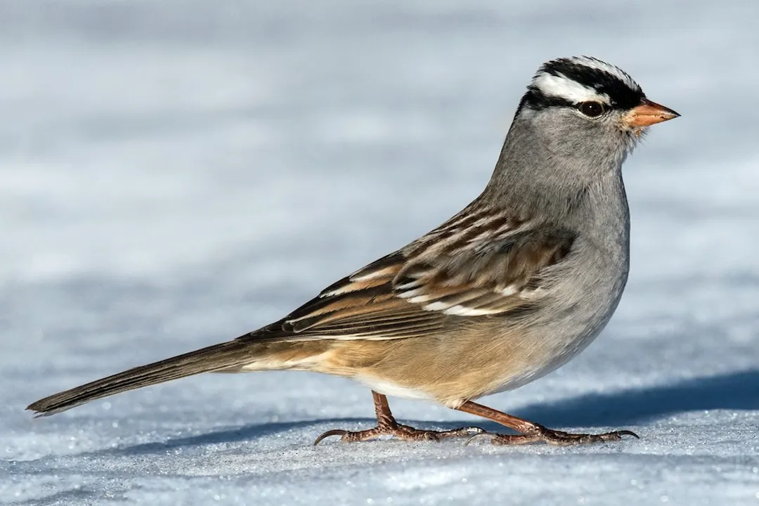 White-Crowned Sparrow Locations, Geographic Spread