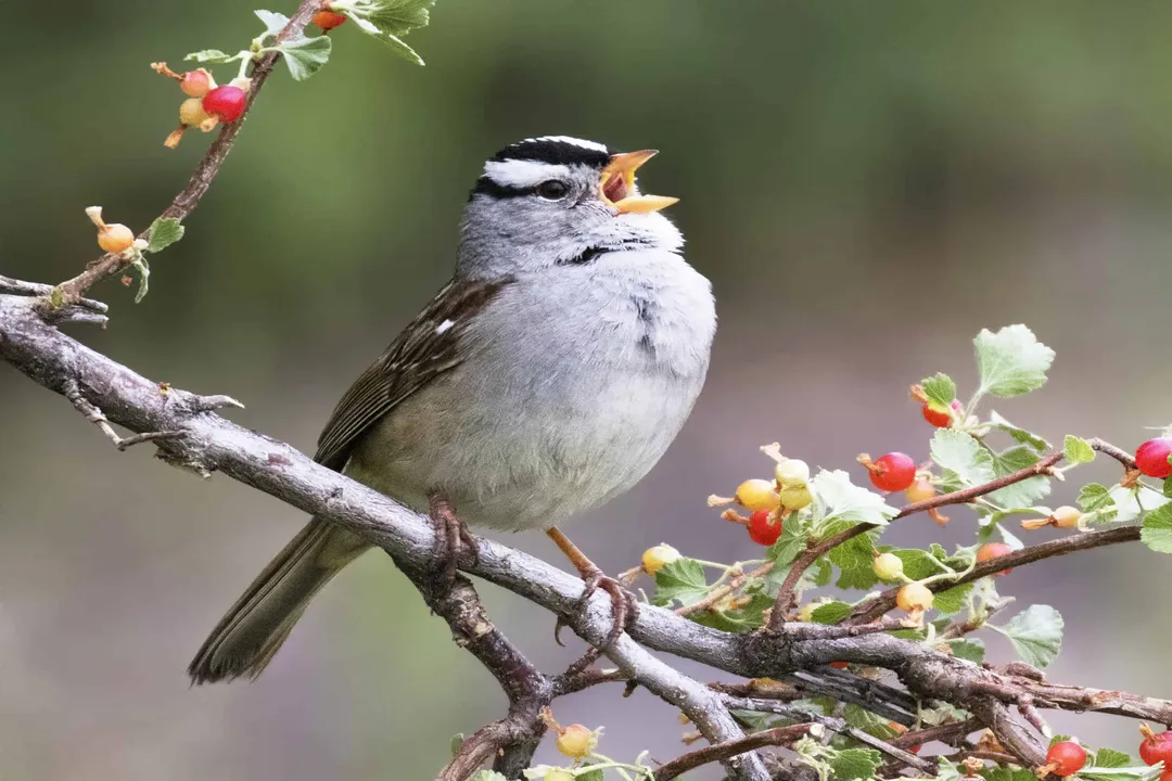 White-Crowned Sparrow Physical Characteristics, Bill and Legs