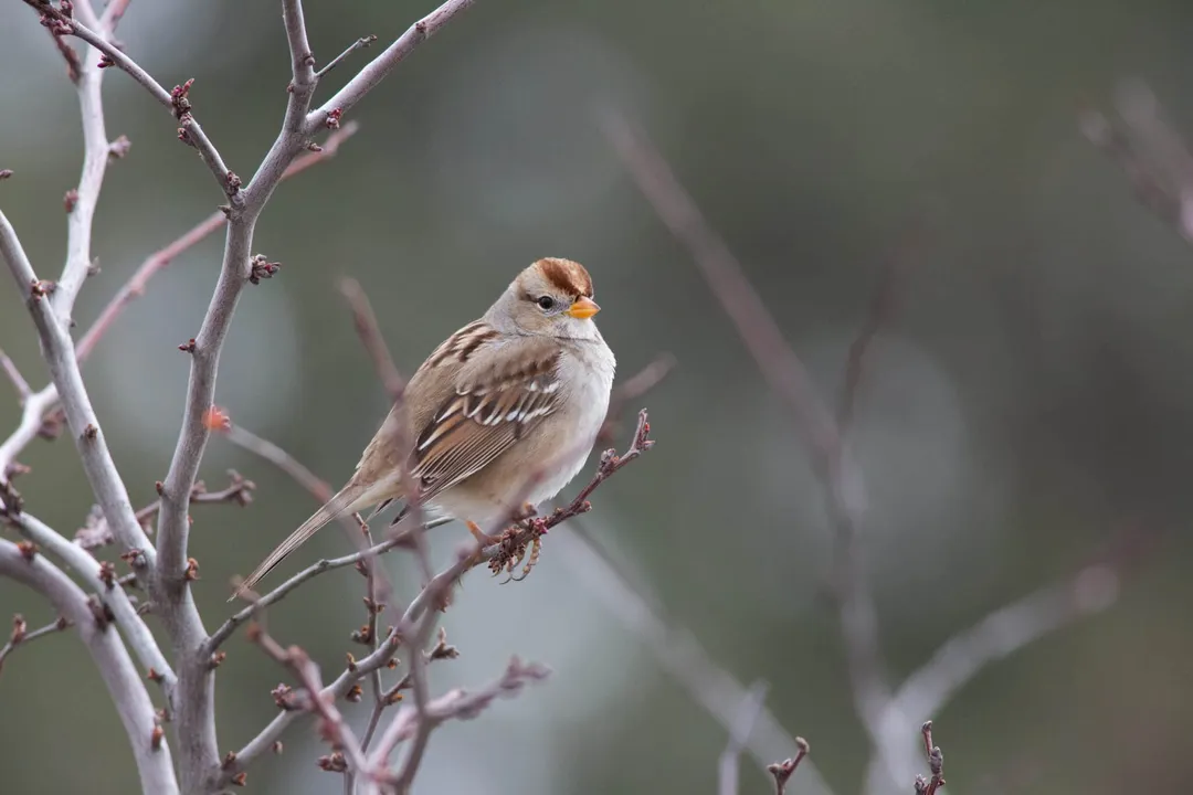 White-Crowned Sparrow Physical Characteristics, Body Coloration