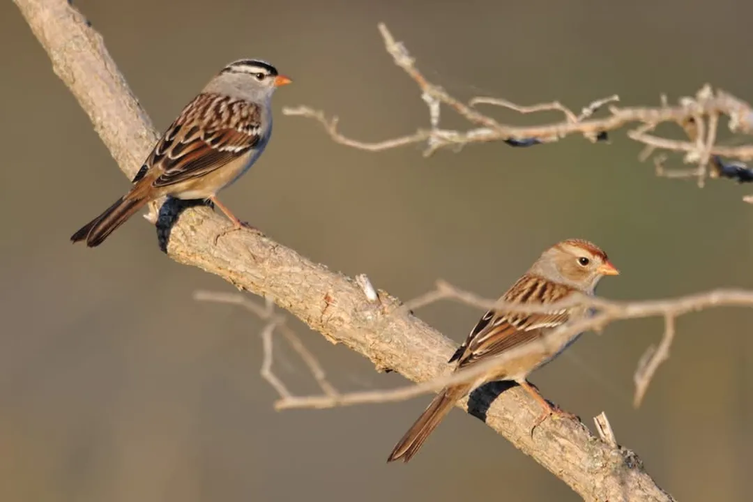 White-Crowned Sparrow Physical Characteristics, Crown Stripes