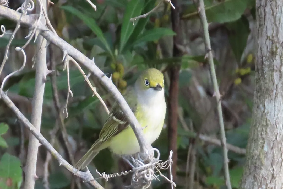 White-Eyed Vireo Diet, Insect World