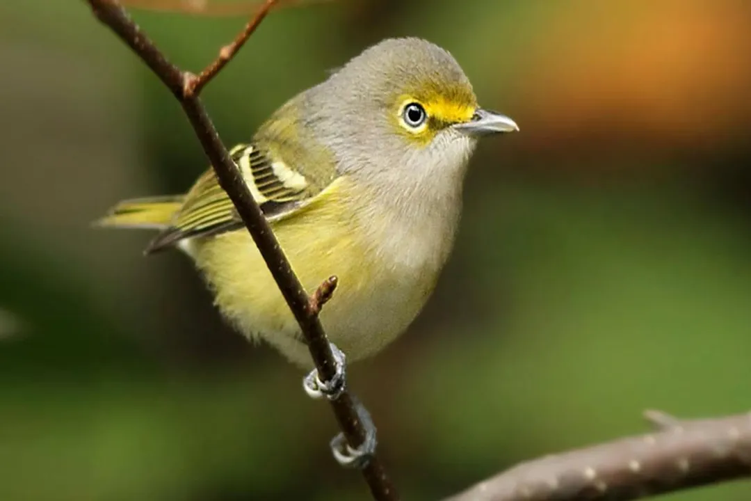 White-Eyed Vireo Diet, Foraging Technique