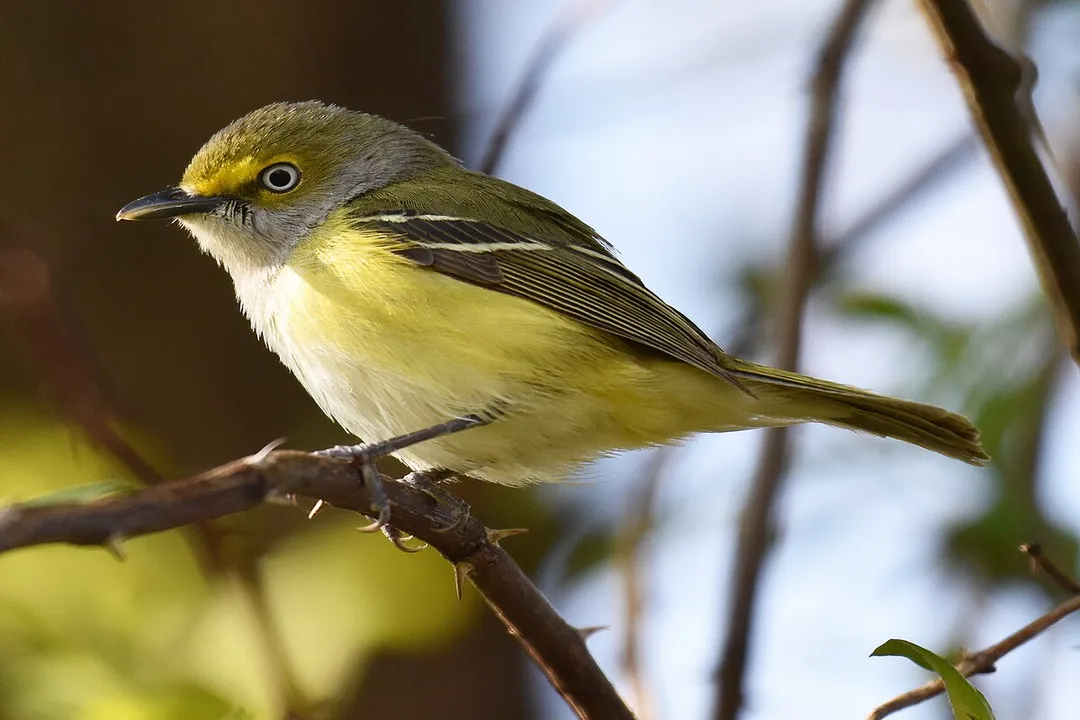 White-Eyed Vireo Evolution, Subspecies Variation