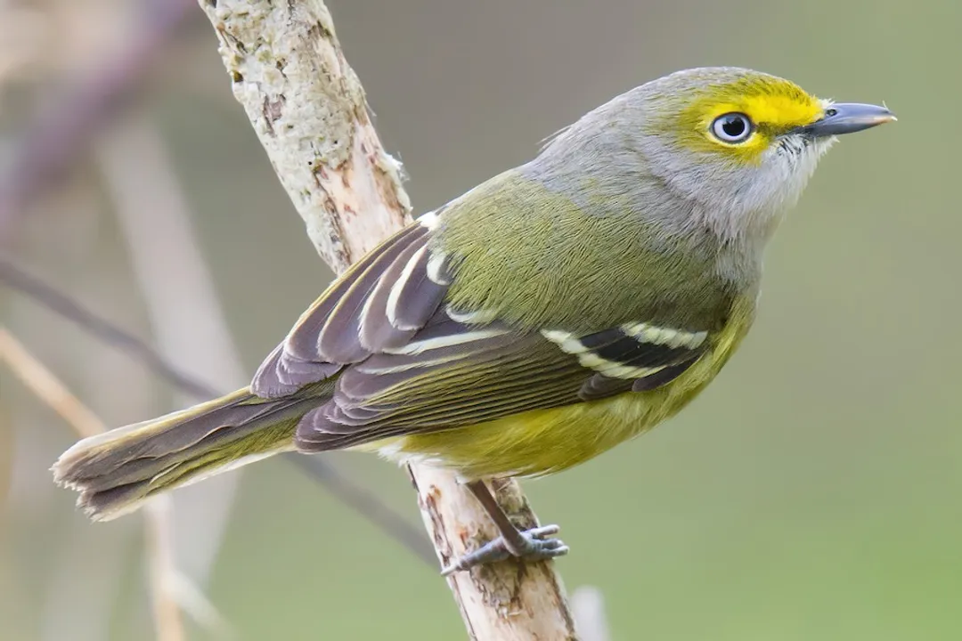 White-Eyed Vireo Evolution, Genus Placement