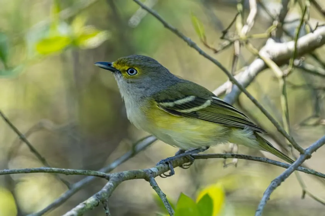 White-Eyed Vireo Evolution