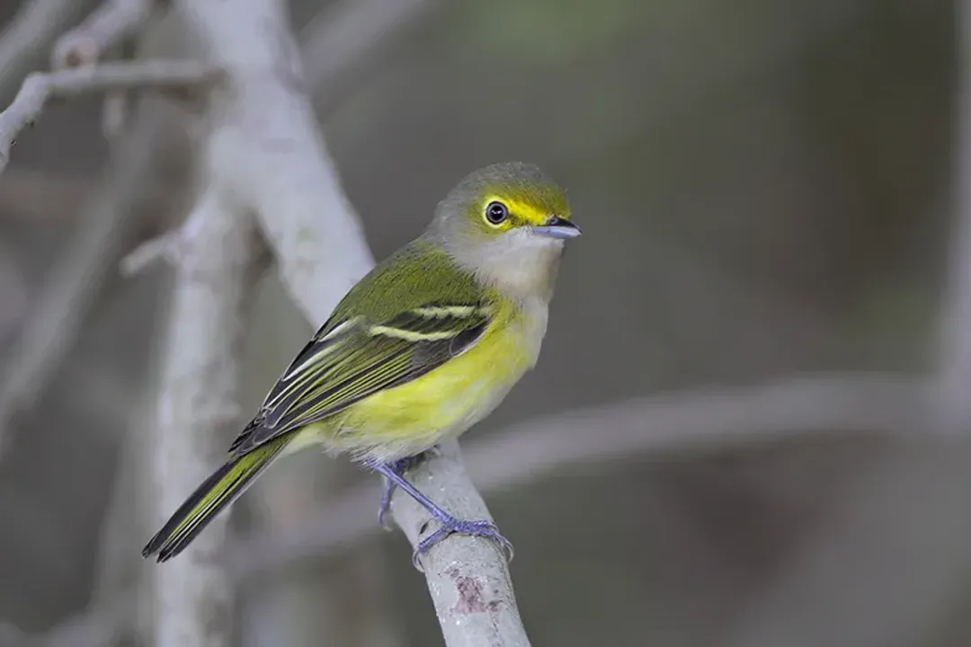 White-Eyed Vireo Facts, Song Machine