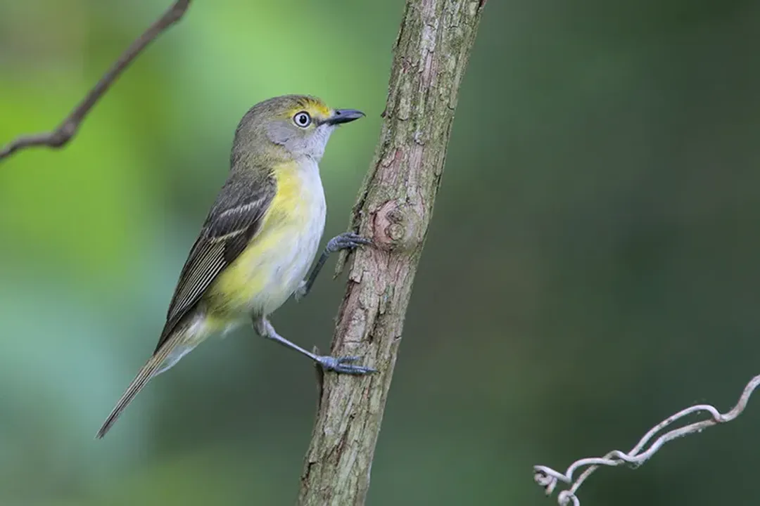 White-Eyed Vireo Facts, Appearance Detail