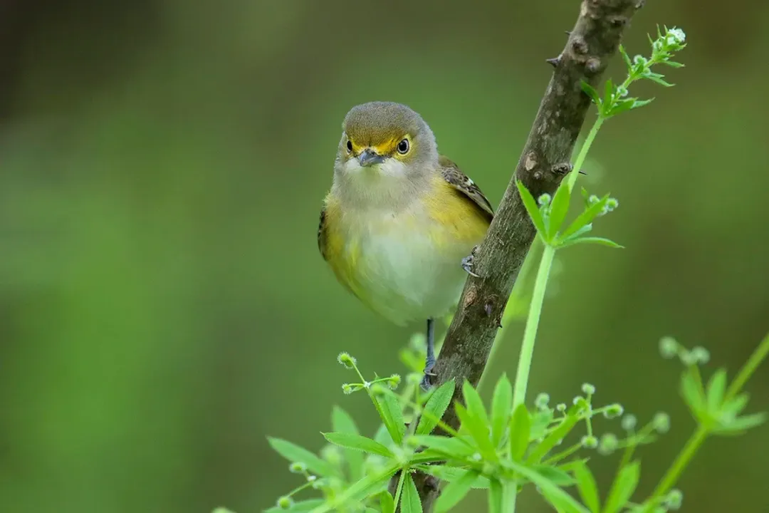How does the White-Eyed Vireo's distinctive, complex song typically conclude?