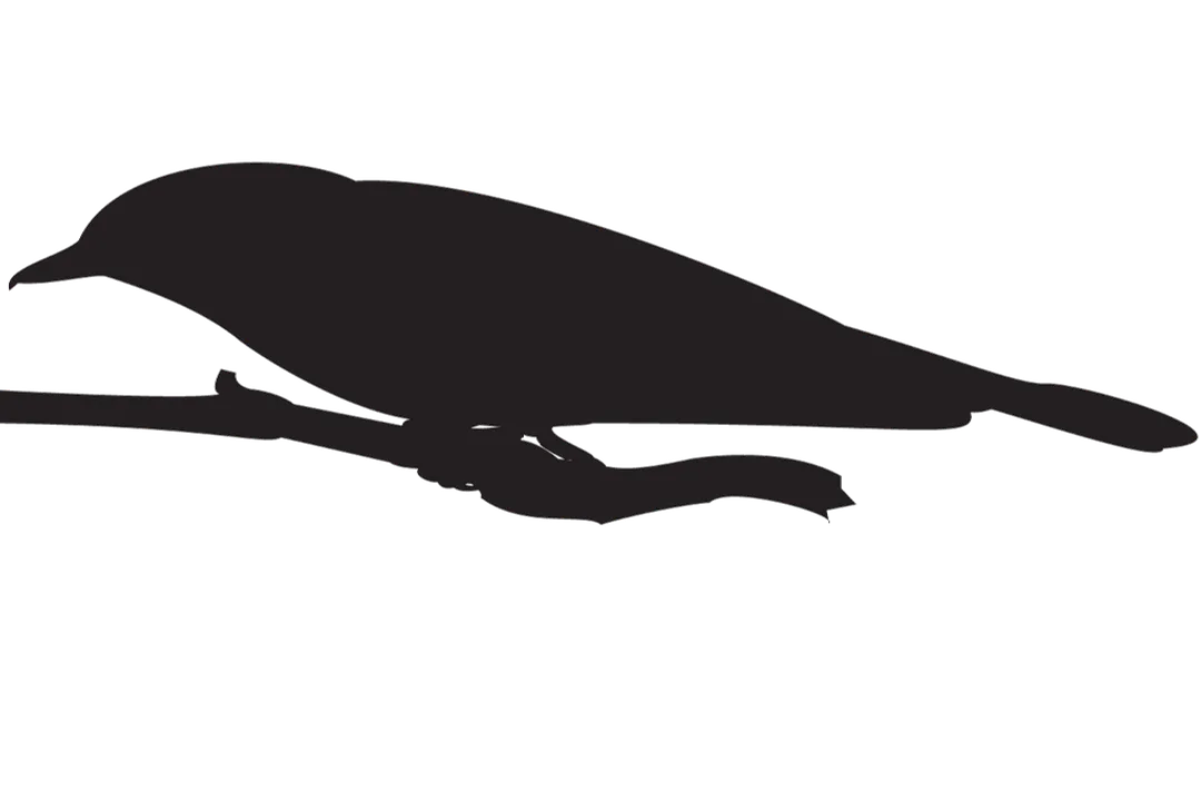 White-Eyed Vireo Physical Characteristics, Head Details