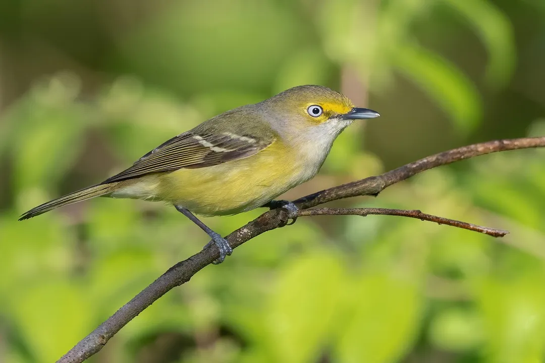 White-Eyed Vireo Scientific Classification, Species Designation