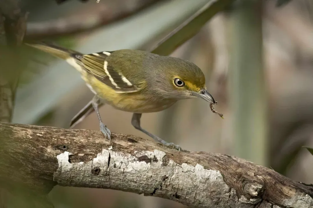 White-Eyed Vireo Scientific Classification, Genus Placement