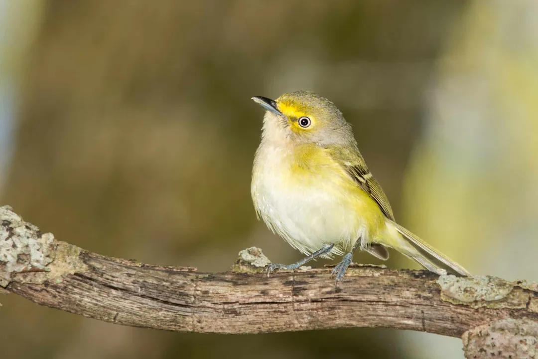 White-Eyed Vireo Scientific Classification