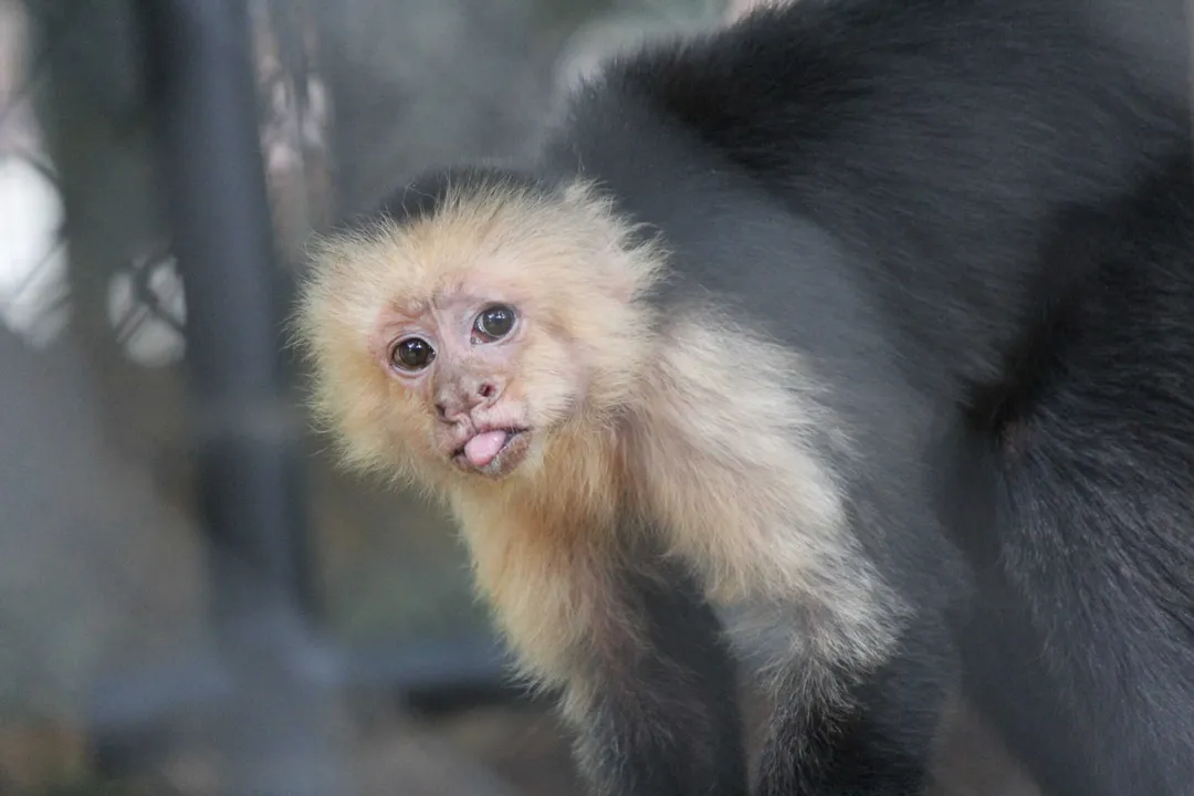 White-Faced Capuchin Facts, Social Organization