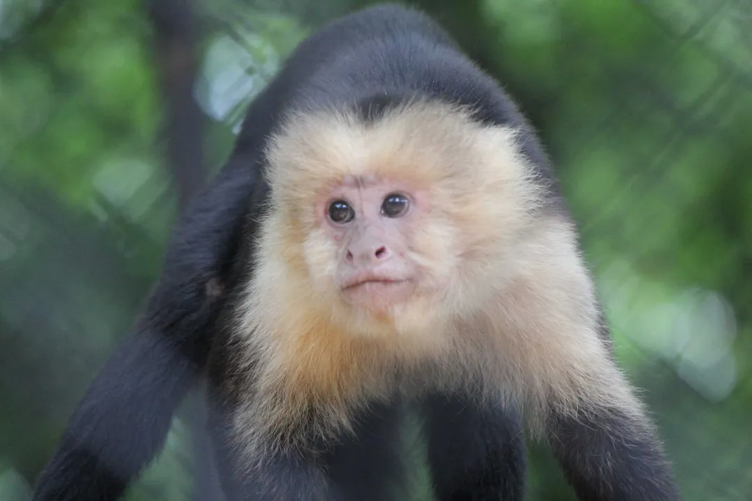 White-Faced Capuchin Facts, Appearance