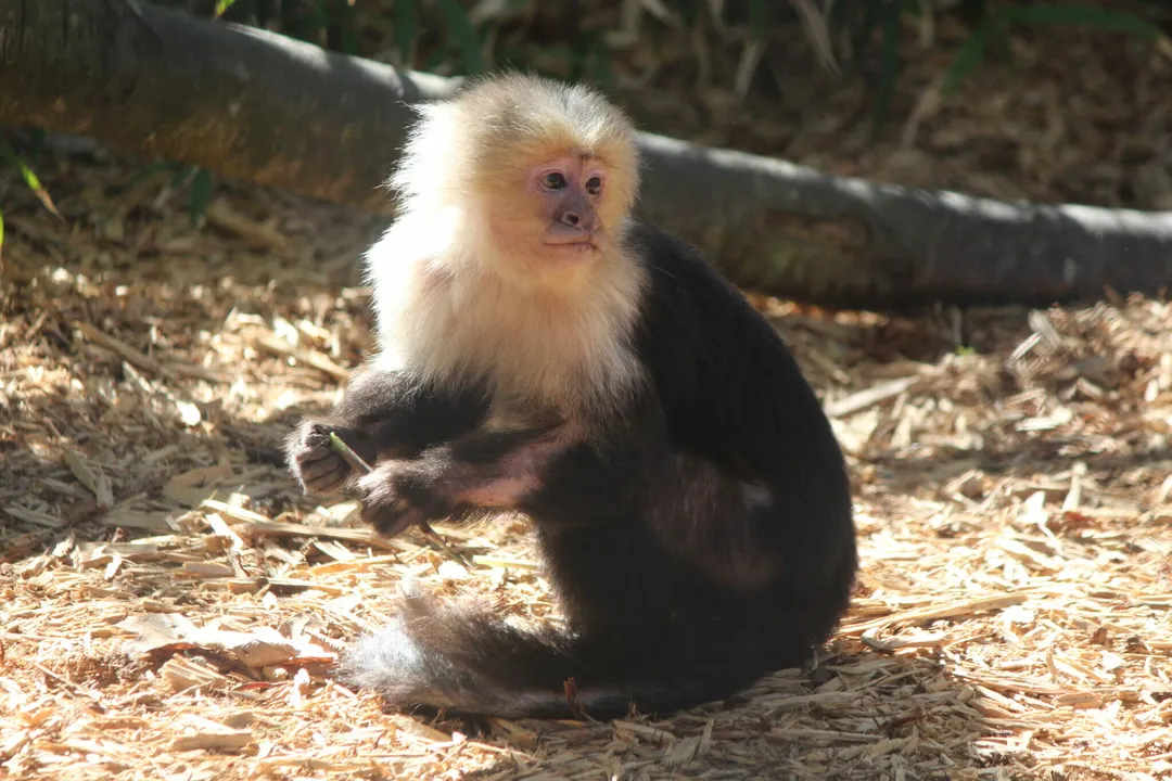 White-Faced Capuchin Physical Characteristics, Size and Weight