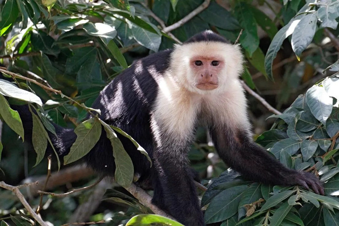 White-Faced Capuchin Physical Characteristics, Facial Detail
