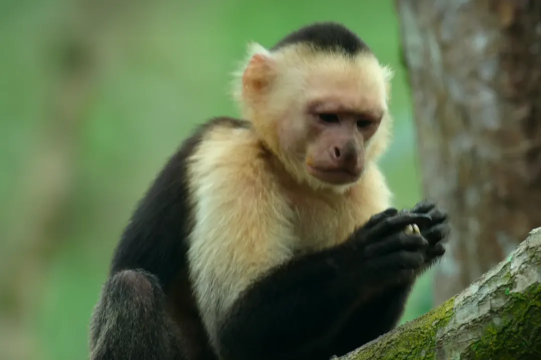 White-Faced Capuchin Physical Characteristics, The Prehensile Tail