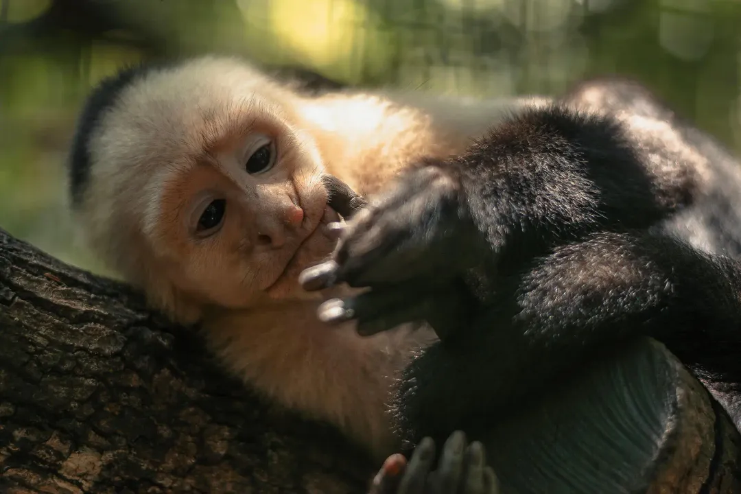 White-Faced Capuchin Scientific Classification, Kingdom Animalia