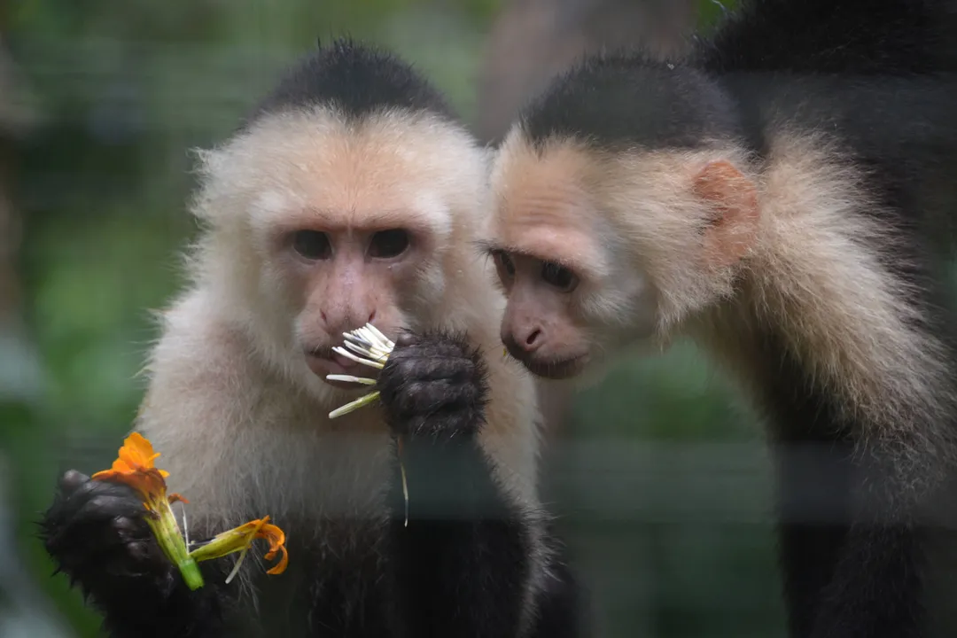 White-Faced Capuchin Scientific Classification, Phylum Chordata