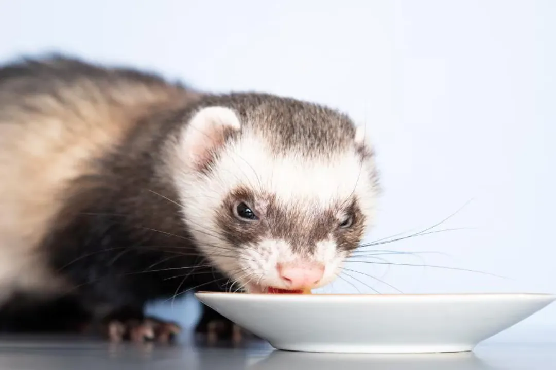 White Ferret / Albino Ferrets Diet, Protein Quality Check