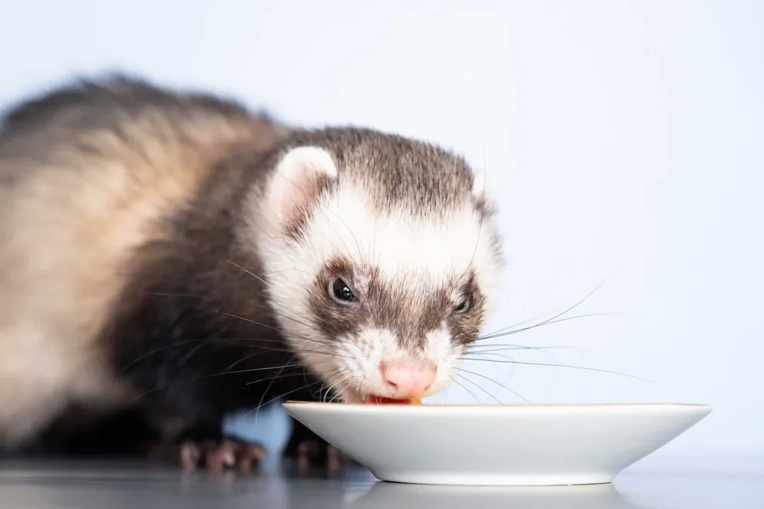 White Ferret / Albino Ferrets Diet, Obligate Carnivores