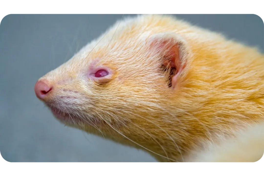 White Ferret / Albino Ferrets Evolution, Domestication and Early Utility