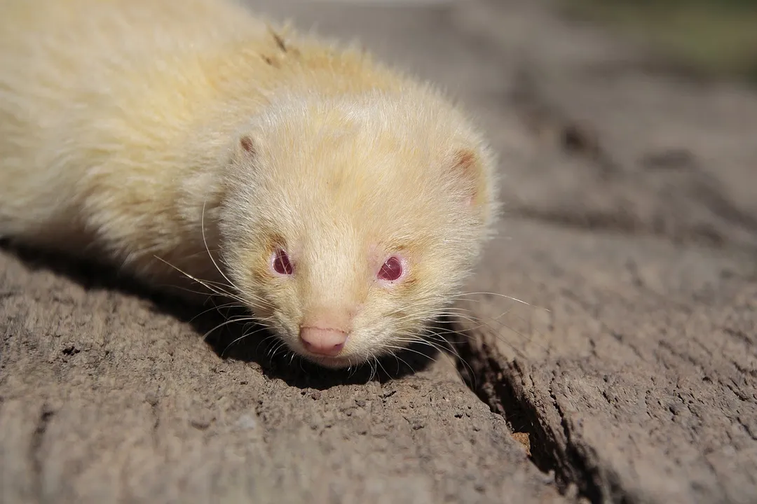 White Ferret / Albino Ferrets Evolution