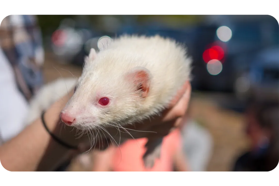 White Ferret / Albino Ferrets Facts, Health Concerns